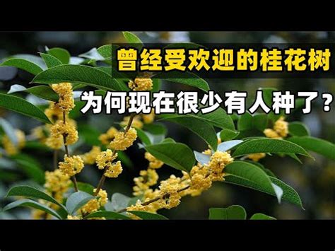 後院種桂花|桂花樹怎麼種？栽培和管理的完整指南 